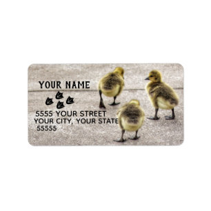 Befolgen Sie die Ducks-Adressmarken. Adressaufkleber