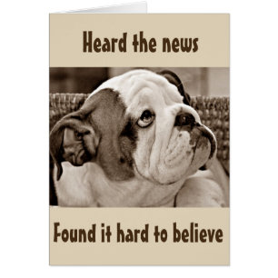 **BEFUGTER BULL DOG** KANN SICH NICHT MEINEN **50*