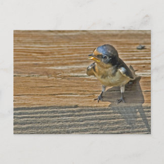 Begasungsstall schlucken postkarte