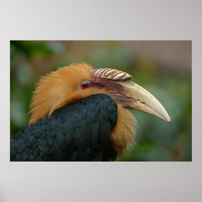 Begegnung mit dem männlichen Blyth-Hornbill Poster (Vorne)