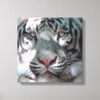 Begegnung mit White Tiger