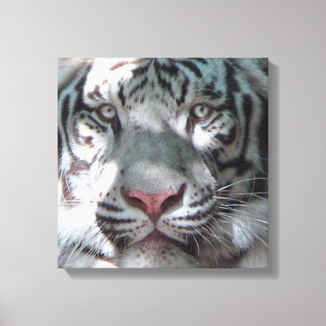 Begegnung mit White Tiger Leinwanddruck (Vorderseite)