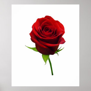 BEGINNEN UNTER $20 - elegante rote Rosenknospe Poster