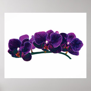 BEGINNEN UNTER $20 - lila Phalaenopsis-Orchideen Poster