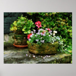 BEGINNEN UNTER $20 - Pelargonien und Poster