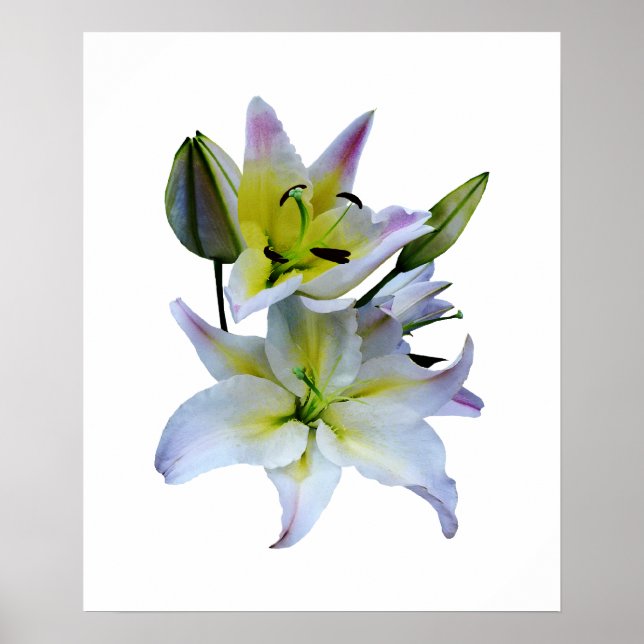 BEGINNT UNTER $20 - Schöne weiße Lilien Poster (Vorne)