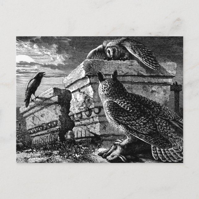 Begleitung zu Eulen Postkarte (Vorderseite)