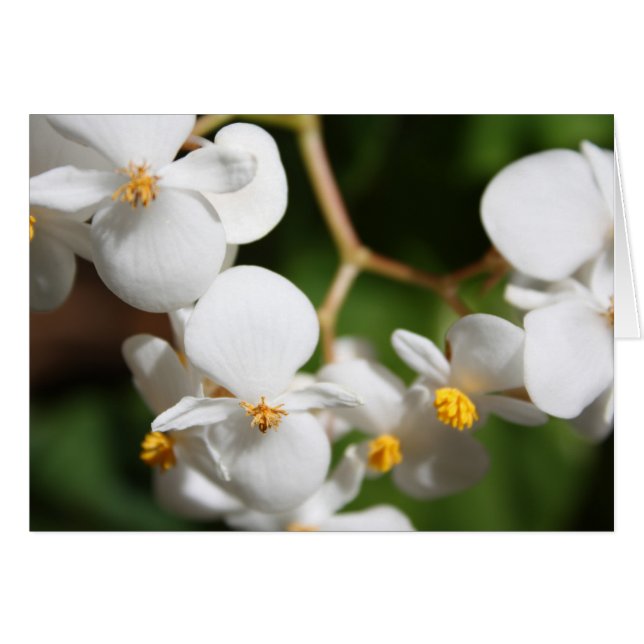 Begonia (Vorderseite (Horizontal))