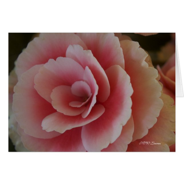Begonia Beauty (Vorderseite (Horizontal))