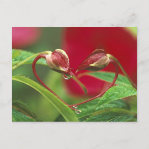 Begonia Buds in Herzform mit Tropfen . Gutschrift Postkarte