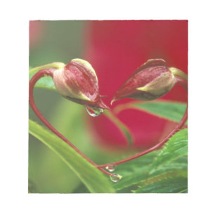 Begonia Buds in Herzform mit Tropfen . Kredit Notizblock