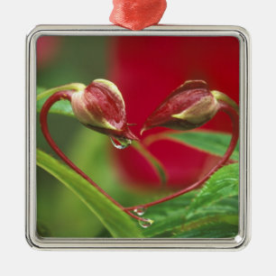 Begonia Buds in Herzform mit Tropfen . Kredit Ornament Aus Metall