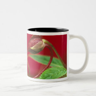 Begonia Buds in Herzform mit Tropfen . Kredit Zweifarbige Tasse