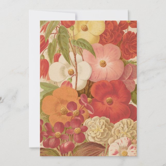 Begonia | George Nicholson (Vorderseite)