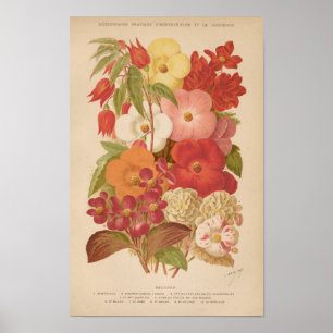 Begonia   George Nicholson Poster
