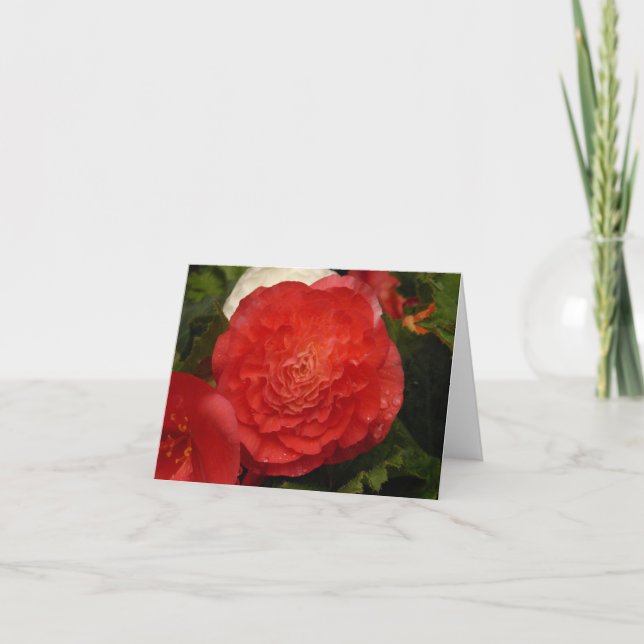 Begonia notecard karte (Vorderseite)