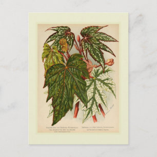 Begonia rex postkarte