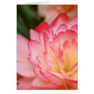 Begonia Soul Blossom