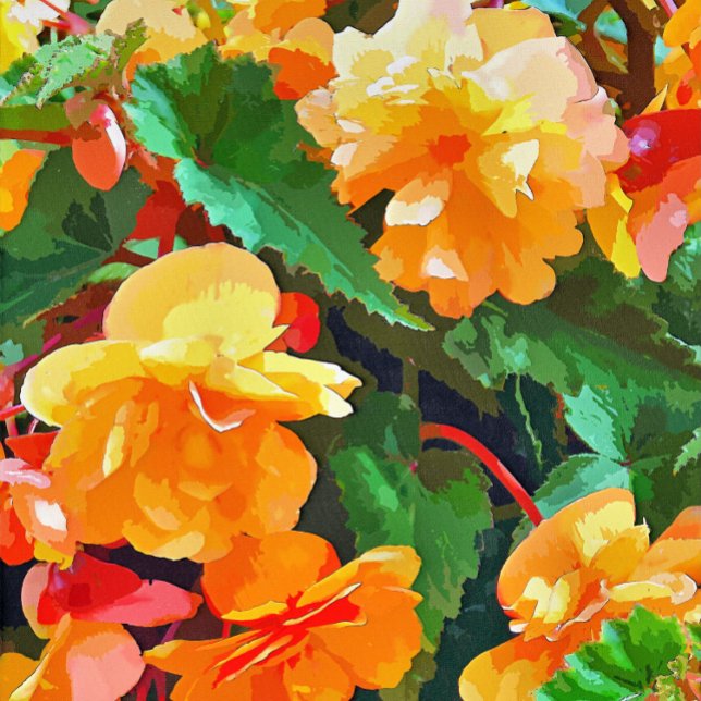BEGONIAS KARTE (Von Creator hochgeladen)