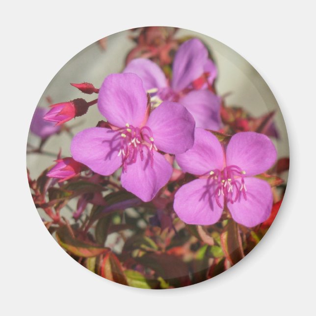 Begonias-Magnet Magnet (Vorne)