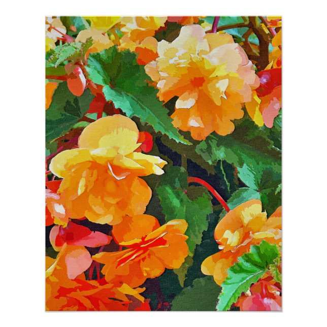 BEGONIAS POSTER (Vorderseite)