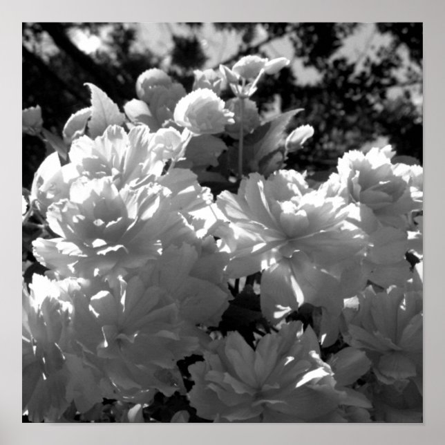 Begonias Poster (Vorne)