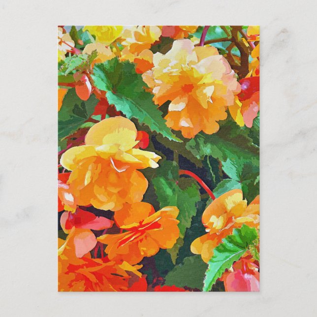 BEGONIAS POSTKARTE (Vorderseite)
