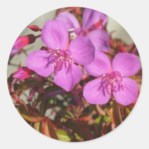 Begonias Sticker