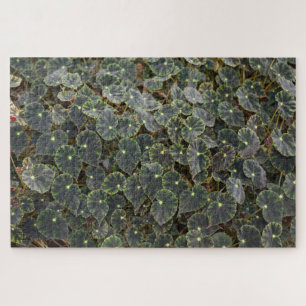Begonie  bowerae Ziesenh.  'Bethlehem Star' Puzzle