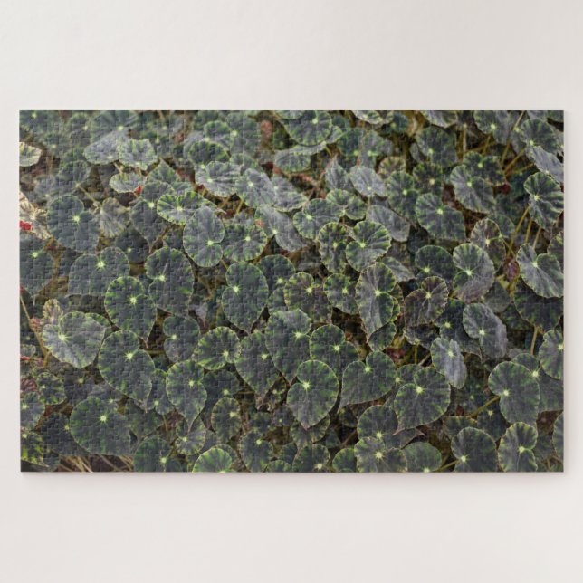 Begonie  bowerae Ziesenh.  'Bethlehem Star' Puzzle (Horizontal)