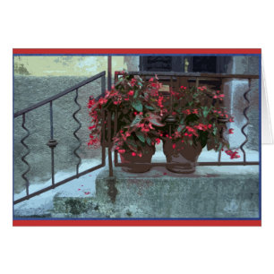 Begonien in Ljubjlana