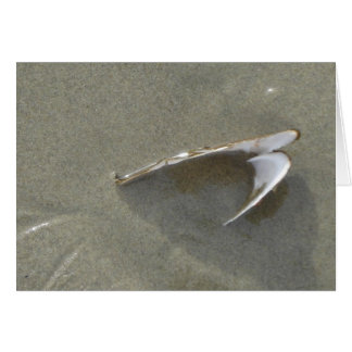 Begrabene SeeMuschel