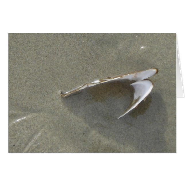 Begrabene SeeMuschel (Vorderseite (Horizontal))