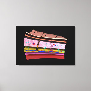 Begriffsbild der Schichten menschlicher Haut 2 Leinwanddruck