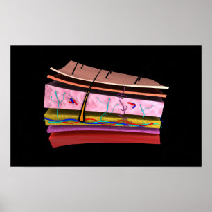 Begriffsbild der Schichten menschlicher Haut 2 Poster