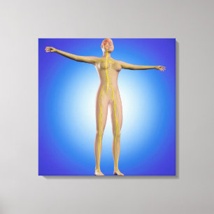 Begriffsbild des weiblichen Nervensystems Leinwanddruck