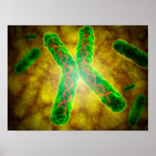 Begriffsbild eines Telomere Poster