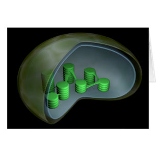 Begriffsbild von Chloroplast 1