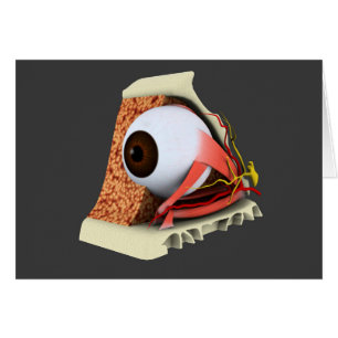 Begriffsbild von menschliches Augen-Anatomie 1
