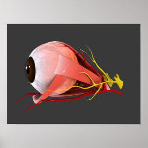 Begriffsbild von menschliches Augen-Anatomie 2 Poster