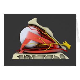 Begriffsbild von menschliches Augen-Anatomie 3