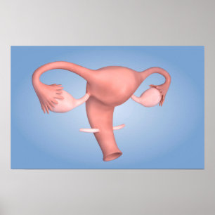 Begriffsbild weiblichen reproduktiven Organs 1 Poster