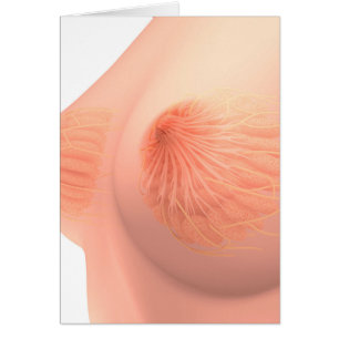Begriffsbild weiblicher Brust-Anatomie 4
