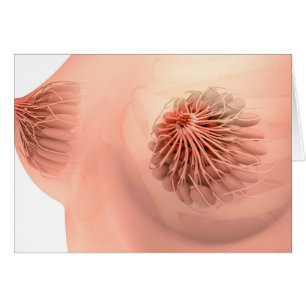Begriffsbild weiblicher Brust-Anatomie 6