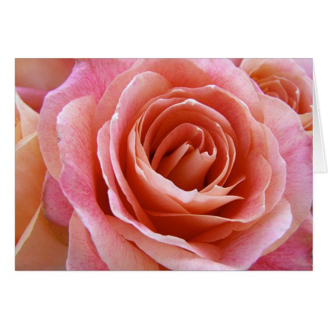 Begrüßung mit Vollblut Pfirsichrosa Rose (Vorderseite (Horizontal))