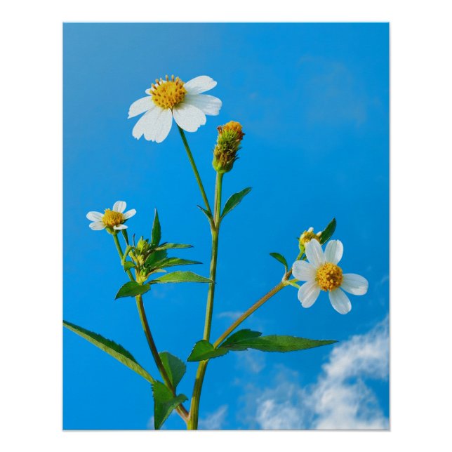 Behaarte Zweizahn-Blüte Poster (Vorderseite)