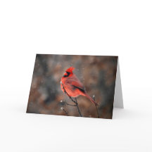 Beharrlicher Kardinal in einer Schneesturm-Merkkar