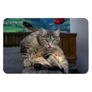 Bei der Reinigung gestört Magnet