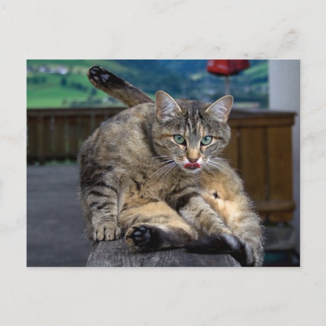 Bei der Reinigung gestört Postkarte (Vorderseite)