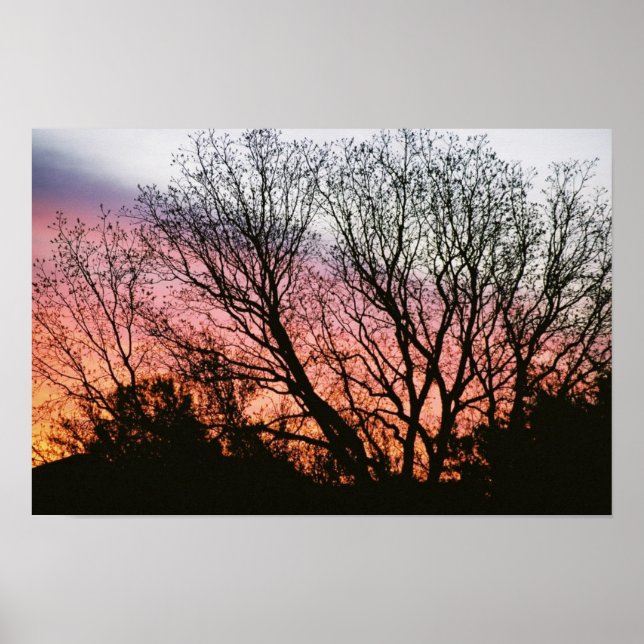 Bei Sunset Fotoposter Poster (Vorne)
